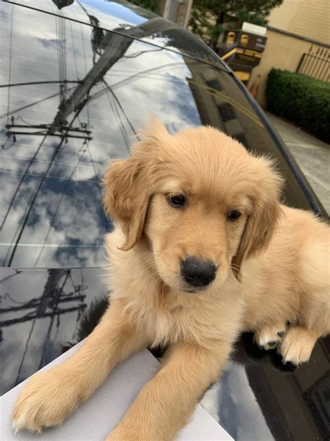 Golden Retriever Puppies For Sale New York Ny 340425
