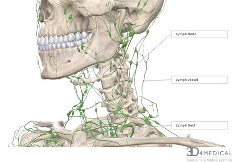 Lymph Node Back Of Neck Anatomy Lymph Nodes Lymph Nodes Lymphatic