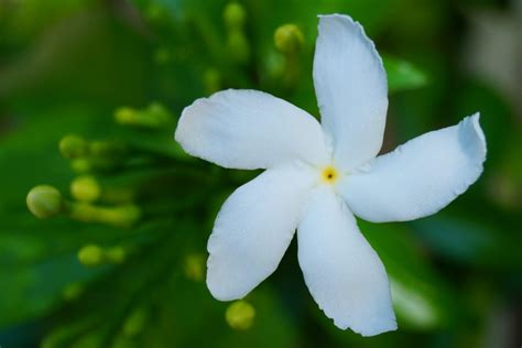 Native Flowers Of Sri Lanka Kapruka Online Shops In Sri Lanka