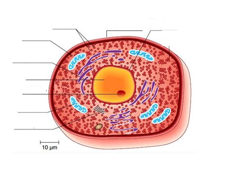 Cellula Eucariote Diagram Quizlet