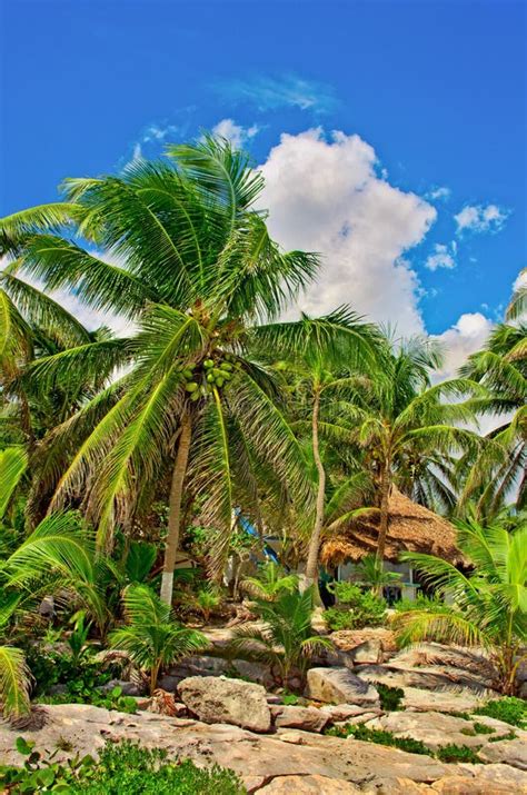 Tropical Beach In Caribbean Sea Stock Image Image Of Palm Landscape