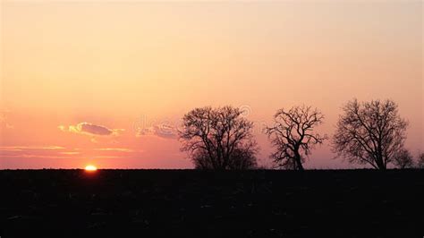 Dramatic Spring Sunset Above Wheat Field Visible Silhouettes Of Naked Broadleaf Trees From Tree