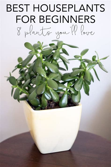 Pin On House Plants