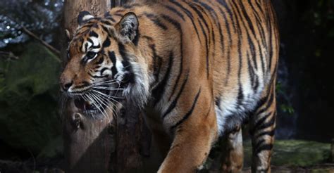 Zookeeper Dies After Being Attacked By Tiger At New Zealand Zoo Newstalk