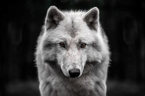 Dreams About Wolves Meaning And Interpretation Dreams And Mythology