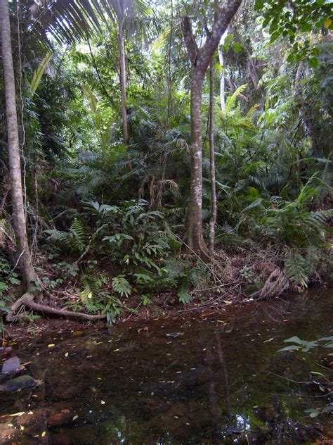 Filetioman Rainforest Wikimedia Commons