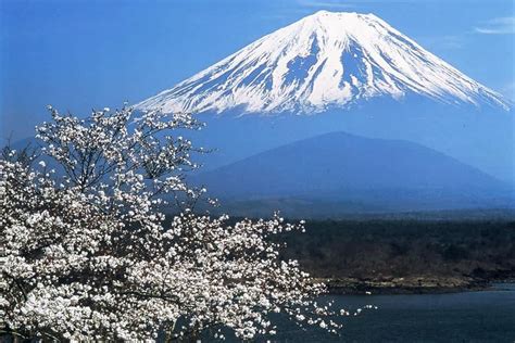 Enjoy Mt Fuji And Beautiful Cherry Blossom Scenery At The Same Time