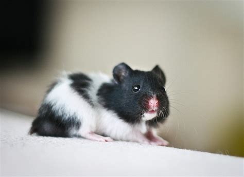 Cute Black And White Syrian Hamster For Adoption London