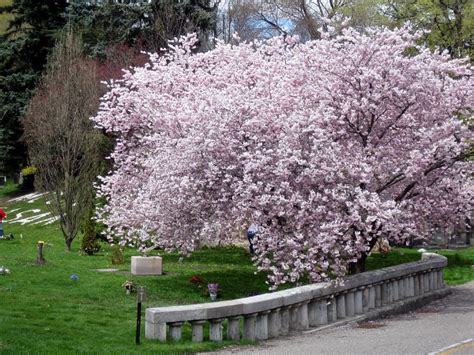 Flowering plum trees are very low maintenance plants that need minimal pruning. Mount Pleasant flowering trees in spring | Whole Map