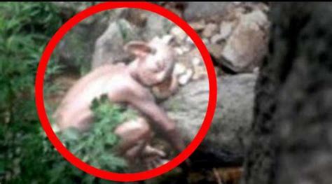 Mysterious Creature Caught On Camera Goblin Sighting Video Cryptozoology Pinterest