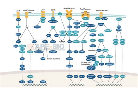 Apexbio Immunologyinflammation Signaling Pathways