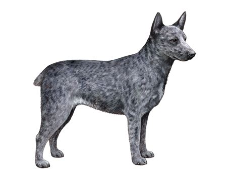 Australian Stumpy Tail Cattle Dog Puppies For Sale : Australian Stumpy Tail Cattle Dog Breeders ...