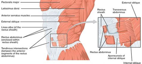 How Weak Abdominals Cause Your Lower Back Pain Low Back Pain Program
