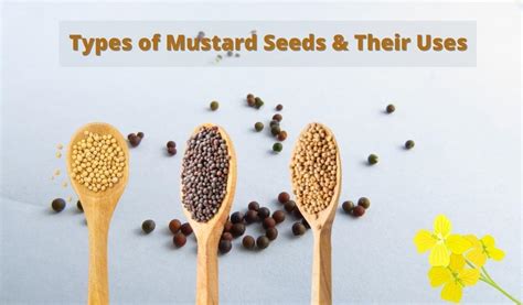 Types Of Mustard Seeds And Their Uses