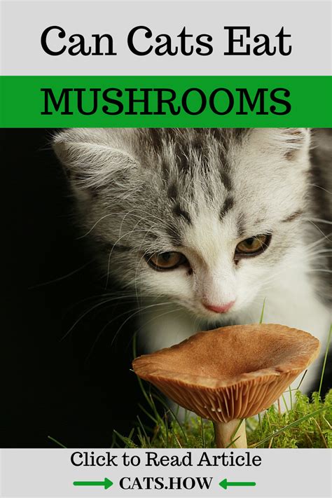 We understand that, in general, our cats are most suited to eating meat, and many of our favorite plant foods are either unhelpful or downright toxic. Can Cats Eat Mushrooms in 2020 | Cat diet, Healthy cat