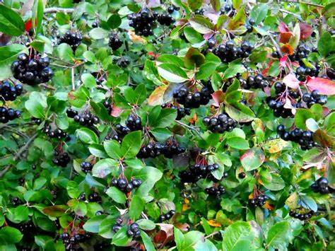 Черноплодная рябина диета Черноплодная рябина: посадка и уход, виды и сорта, фото Черноплодная рябина: посадка и уход, виды и сорта, фото Черноплодная рябина диета