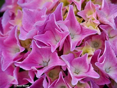 Rosemonetphotos Hydrangea Macrophylla 06 2017 Hortensia Bigleaf
