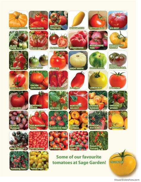 Tomato Chart Heirloom Tomatoes Varieties Heirloom Tomato Seeds Types