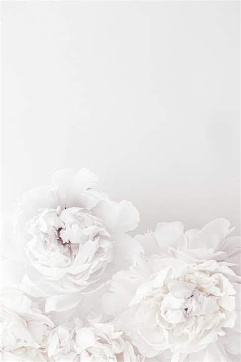 Pure White Peony Flowers As Floral Art Background Wedding Decor