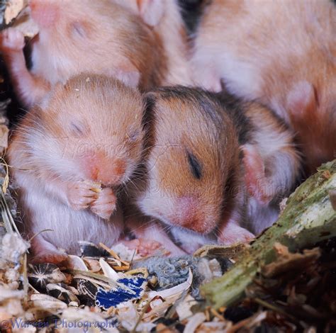 Baby Golden Hamsters Photo Wp06970