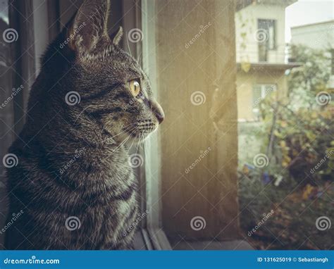 Tabby European Cat Looking Through The Window Stock Image Image Of