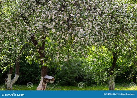 The Apple Orchard Is Full Of Flowers And Branches Hang Down Stock