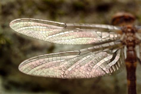 Dragonfly Wings Photograph By Mark Gilliland Fine Art America