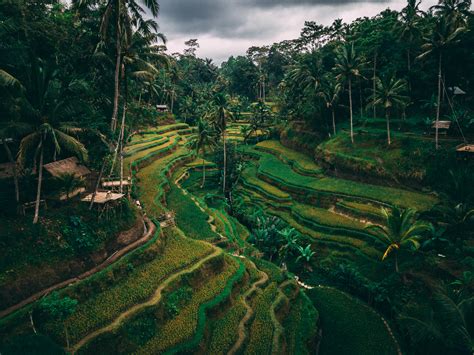 The Amazing Tegalalang Rice Terrace Bali Rbackpacking