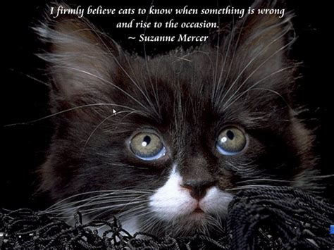 Cute Cat Quotes Quotesgram