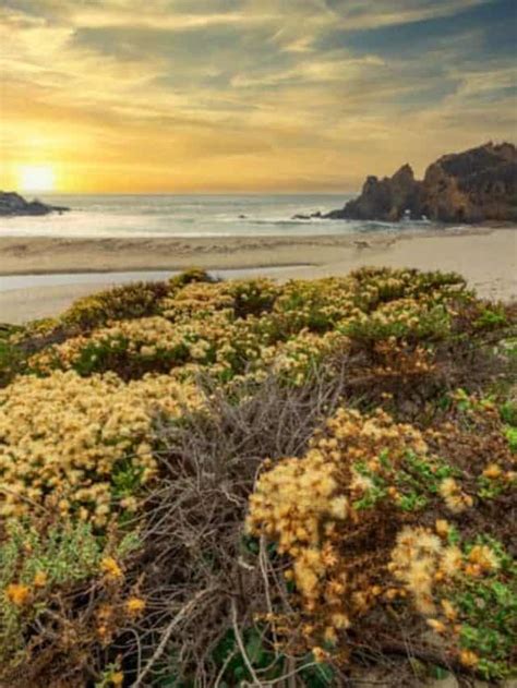 What To Do At Pfeiffer Beach Ca Story Roadtripping California