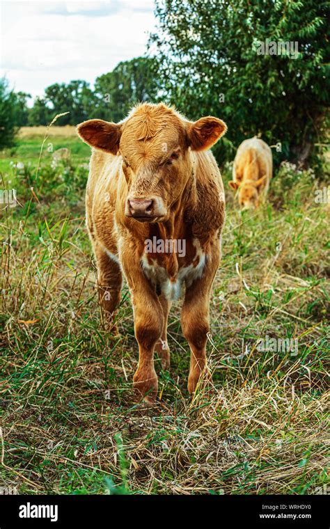Young Bull Looking At The Viewer Stock Photo Alamy