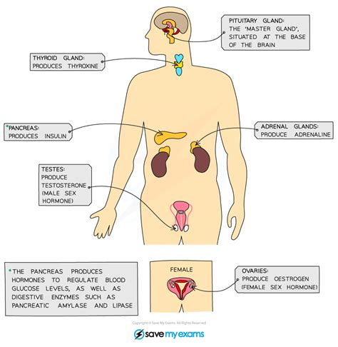 The Endocrine System Gidemy Class Notes