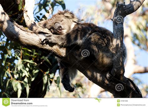 Sleeping Koala Western Australia Stock Photo Image Of