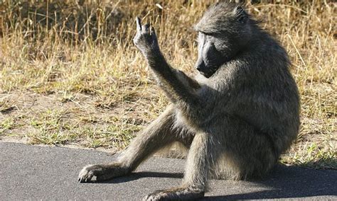 baboon flips  bird  tourists  kruger national park