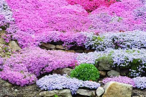 Great Companion Plants For Your Creeping Phlox