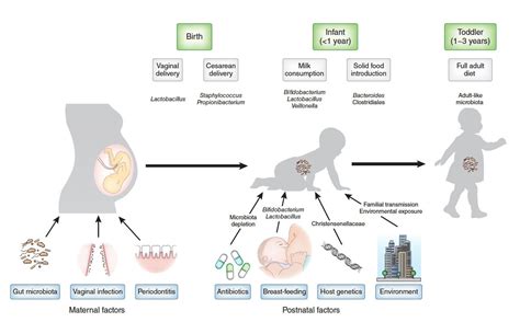 Infantchildren Probiotics Microbiome Childhood Asthma Periodontitis