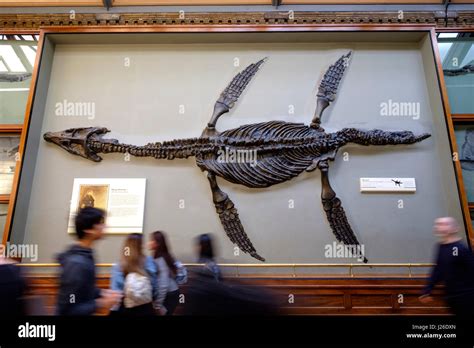 pliosaur fossil on exhibition at the natural history museum in london england uk europe stock