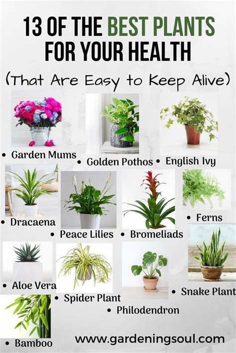 13 Of The Best Plants For Your Health That Are Easy To
