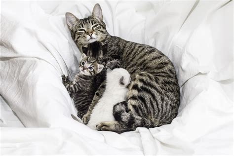 What To Do If A Mother Cat Can T Nurse Her Kittens