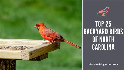 Top 25 Backyard Birds Of North Carolina Diverse Species You Can See In