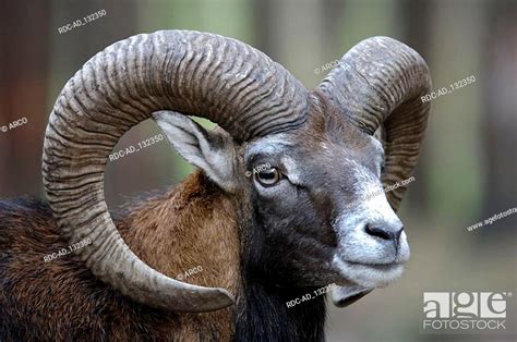 Mouflon Ram Ovis Ammon Musimon Stock Photo Picture And Rights Managed