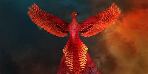 Blogs The Shift Network Blog Real Phoenix Bird Phoenix Bird Shift