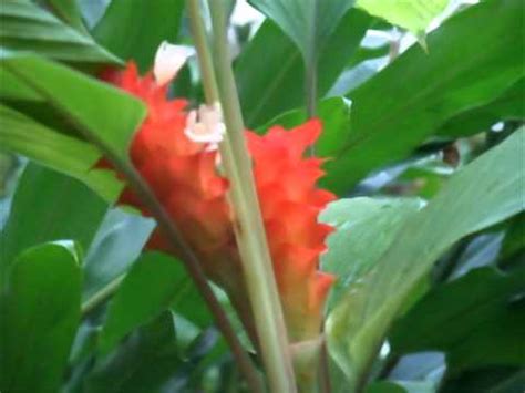 It can have a range of other uses too. Rare Ginger Plant Care by Paradise Distributors - YouTube