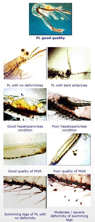This is my body grade/level parts of the body & five senses grade/level: Shrimp Body Parts | Shrimp Care Aquaculture Products ...