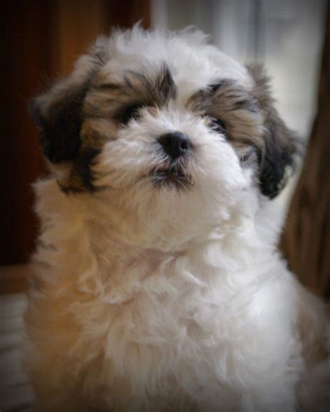 Shichon Teddy Bear Puppies Shichon Puppies Teddy Bear Dog