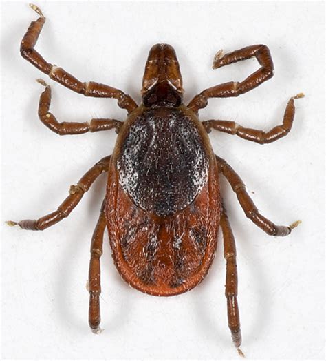 Ixodes Scapularis