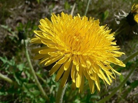 E' caratteristico dell'europa centrale e dell'italia i suoi fiori papilionacei gialli possono. Fiori Gialli Spontanei Primaverili