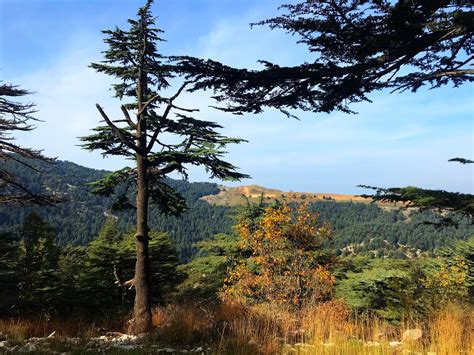 Explore Lebanon Blog Tannourine Cedar Forest