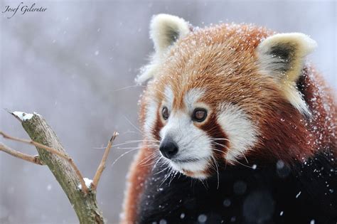 Red Panda Snow By Josef Gelernter On 500px Red Panda Panda Panda Love