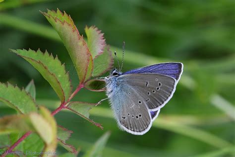 Mazarine Blue Butterfly Cyaniris Semiargus Photo Wp43867